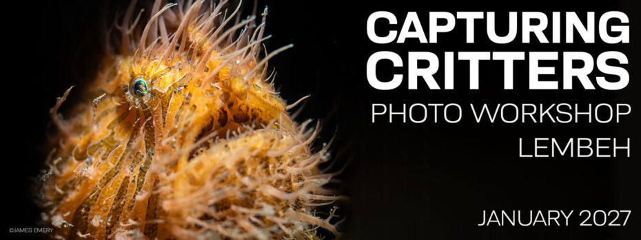Capturing Critters in Lembeh Underwater Photography Workshop Jan. 8-21, 2027
