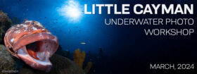 Underwater Photography Workshop - Little Cayman Beach Resort - March 2-9 & 9-16, 2024
