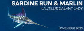 Sardine Run & Striped Marlin – Magdalena Bay, Baja, Mexico – November 23-30, 2023
