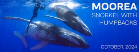 Moorea Tahiti – Snorkel with Humpback Whales – October 5-12 & 12-19, 2024