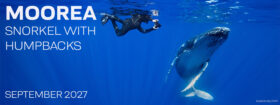 Moorea Tahiti – Snorkel with Humpback Whales – Sept. 11-18 & 18-25, 2027
