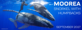 Moorea Tahiti – Snorkel with Humpback Whales – Sept. 11-18 & 18-25, 2027
