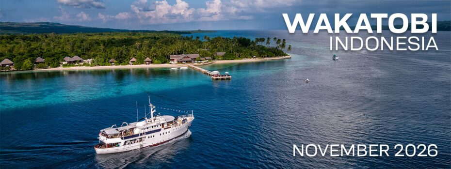 Wakatobi Dive Resort, Indonesia - Nov. 16-27, 2026
